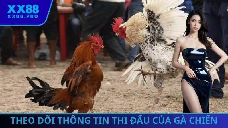 Theo dõi thông tin thi đấu của gà chiến