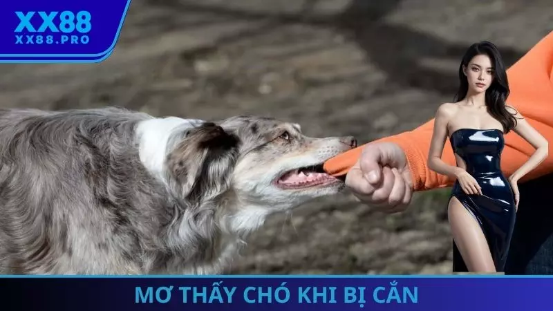 Mơ thấy chó khi bị cắn